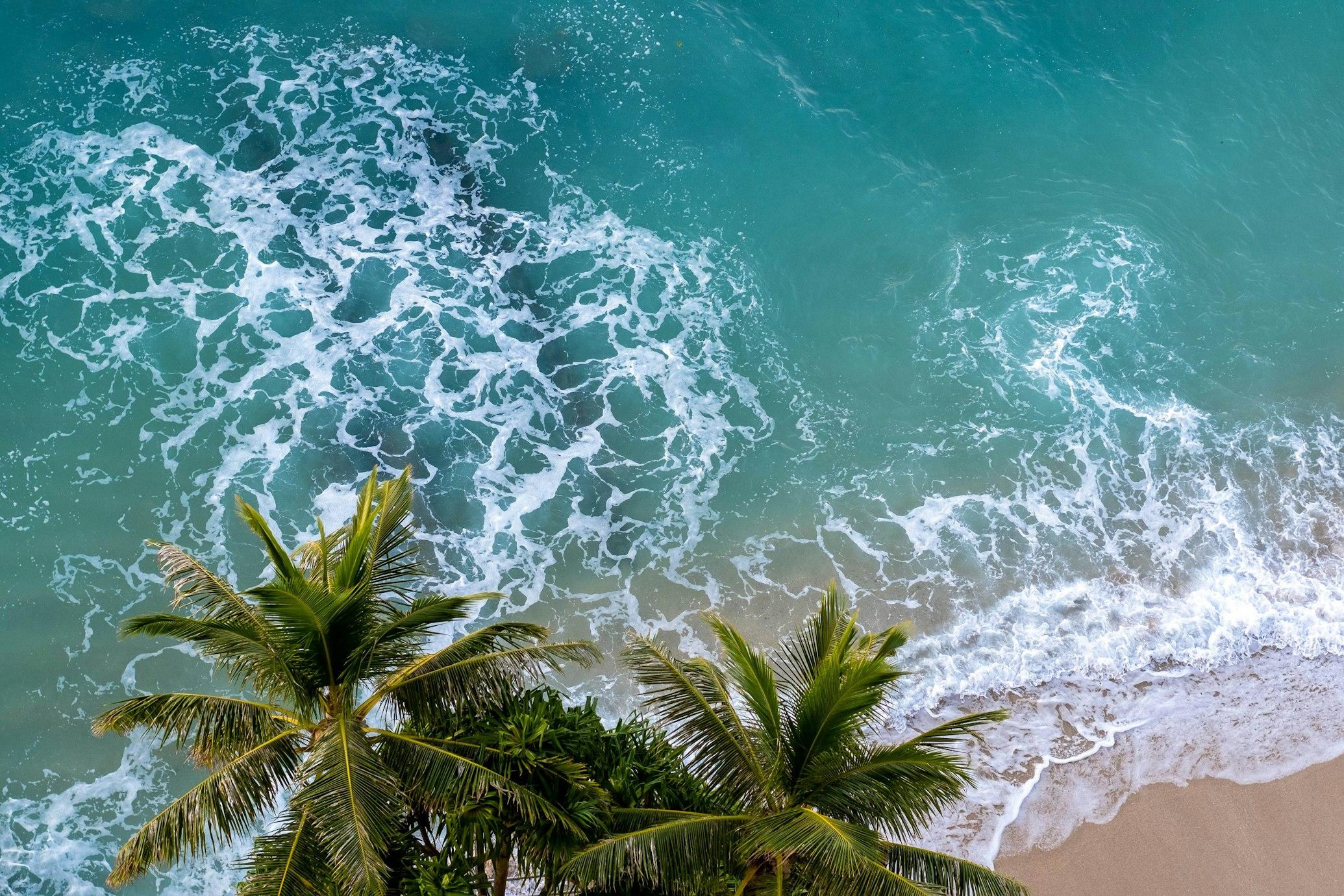 An overhead shot of the incoming waves with a palm tree shading the ocean.